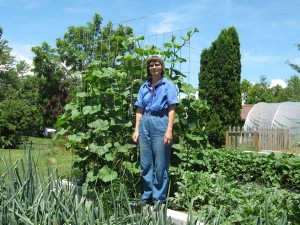 Squash plants growing on trellises