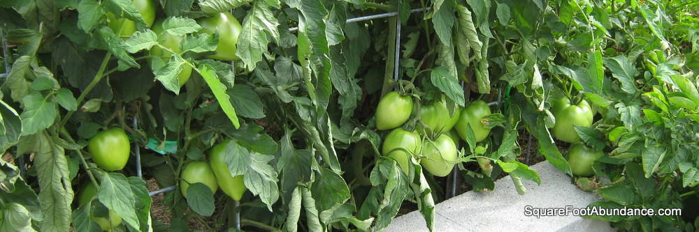 Training and Pruning Trellised Vegetables - Abundant Mini Gardens