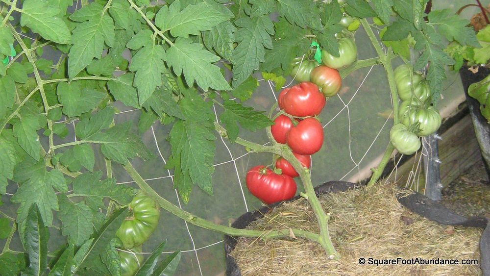 Six Ways to Prevent Tomato Diseases Abundant Mini Gardens